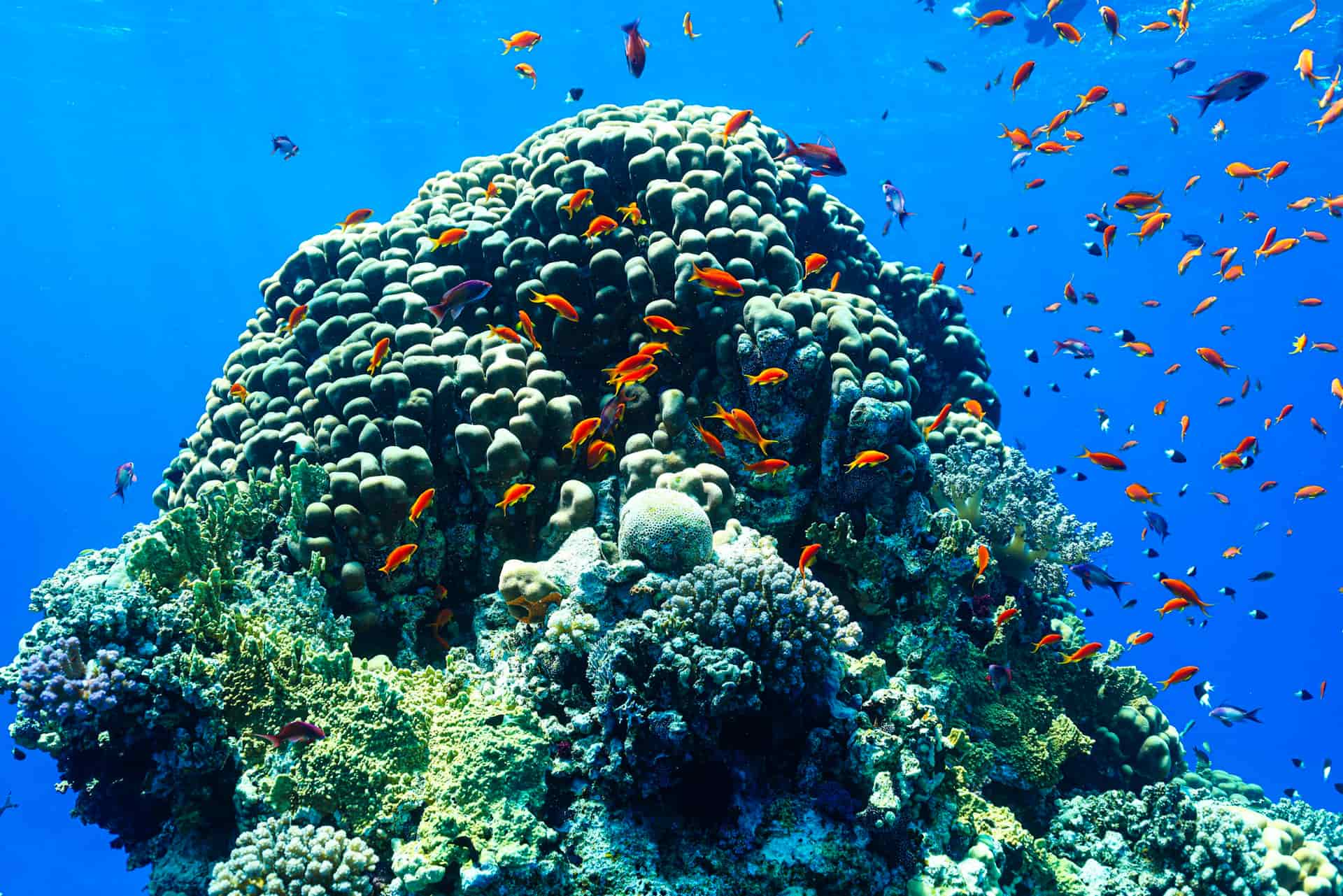 Diving in the Red Sea