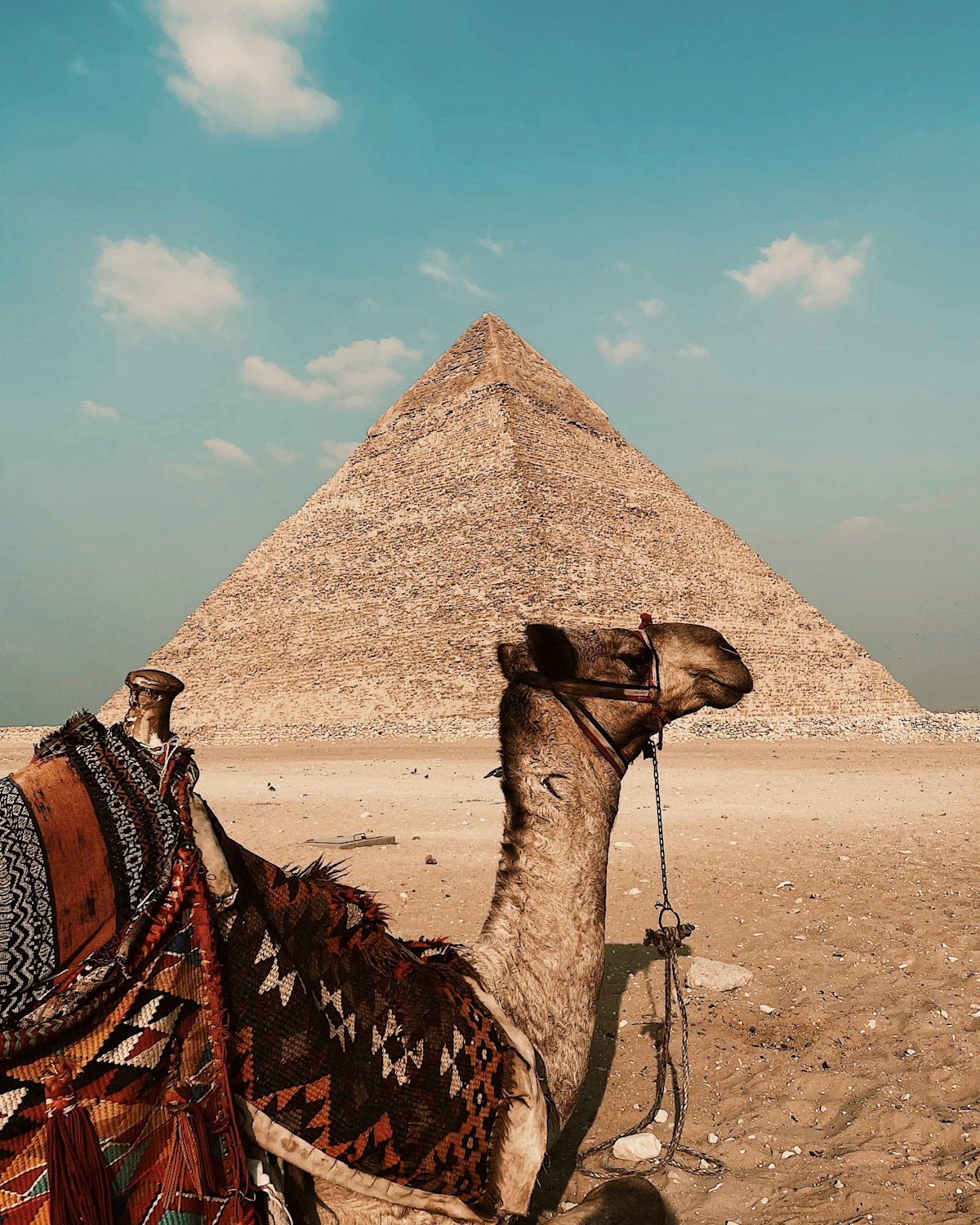 Camel rider at the Pyramids of Giza