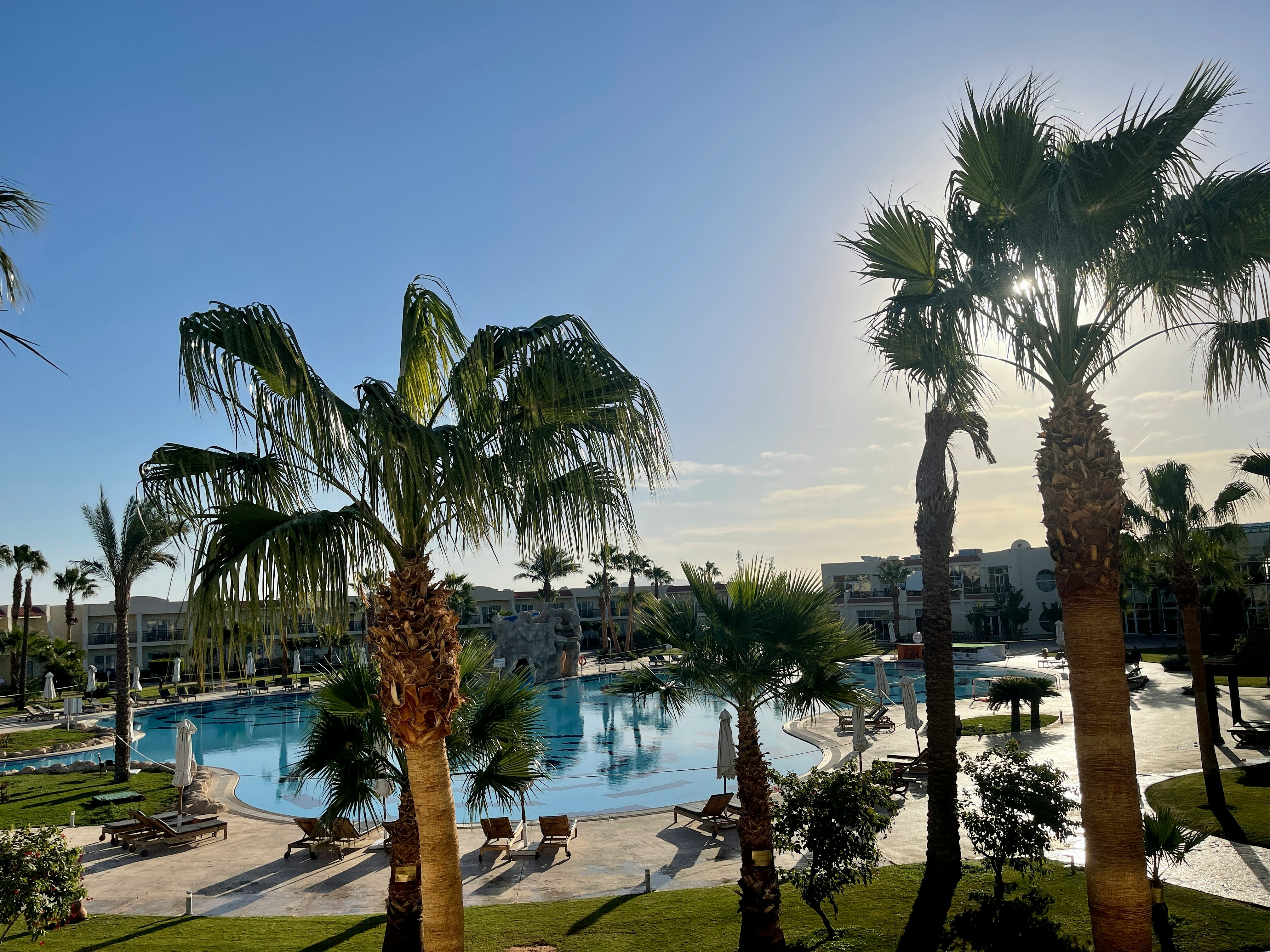 Luxury resort swimming pool surrounded by palm trees