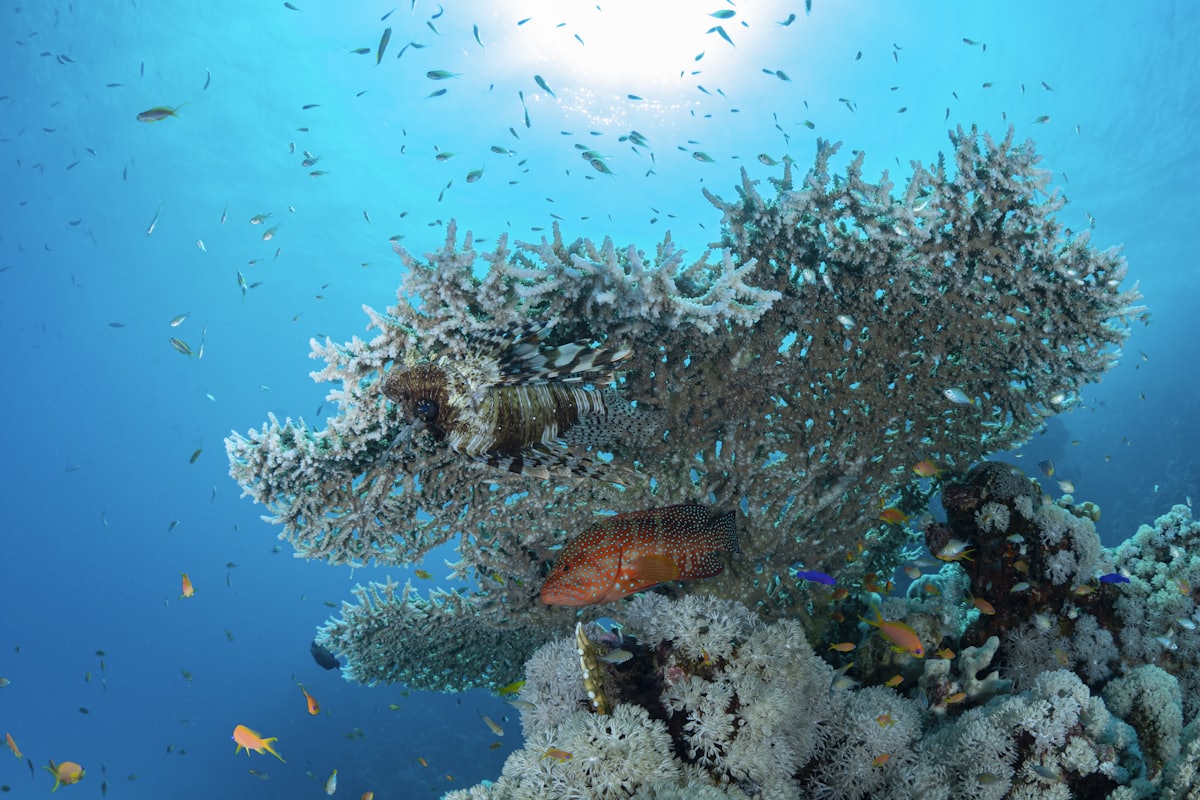 Coral reef in the Red Sea